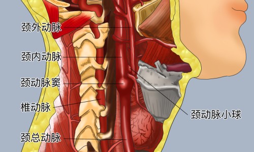排骨冬瓜山药的功效和作用-排骨冬瓜山药的功效网- 排骨冬瓜山药的功效和作用知识,分享排骨山药冬瓜汤的做法大全家常
